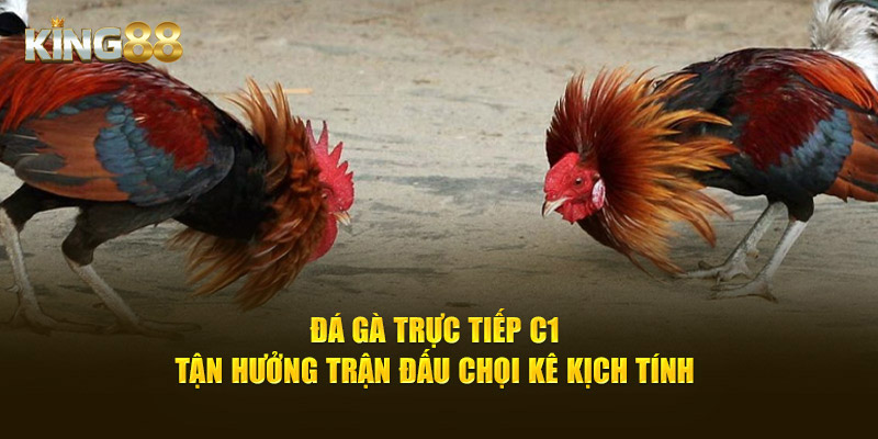 Đá gà trực tiếp C1