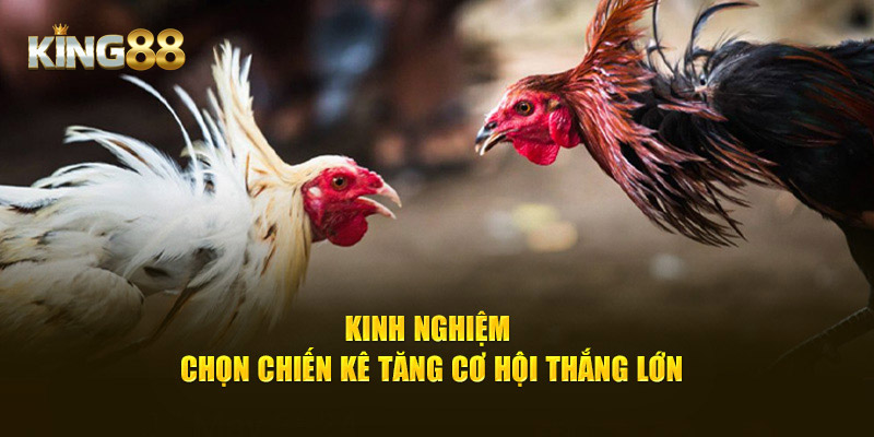 Kinh nghiệm chọn chiến kê tăng cơ hội thắng lớn