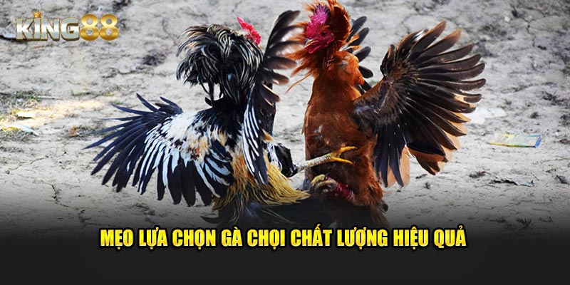 Mẹo lựa chọn kê chất lượng hiệu quả