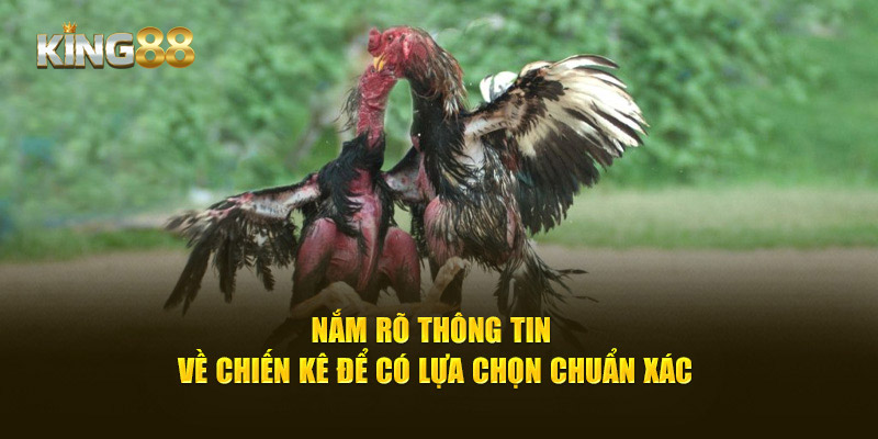 Nắm rõ thông tin về chiến kê để có lựa chọn chuẩn xác