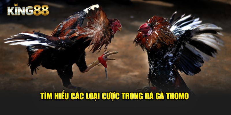 Tìm hiểu các loại hình trong đá gà Thomo