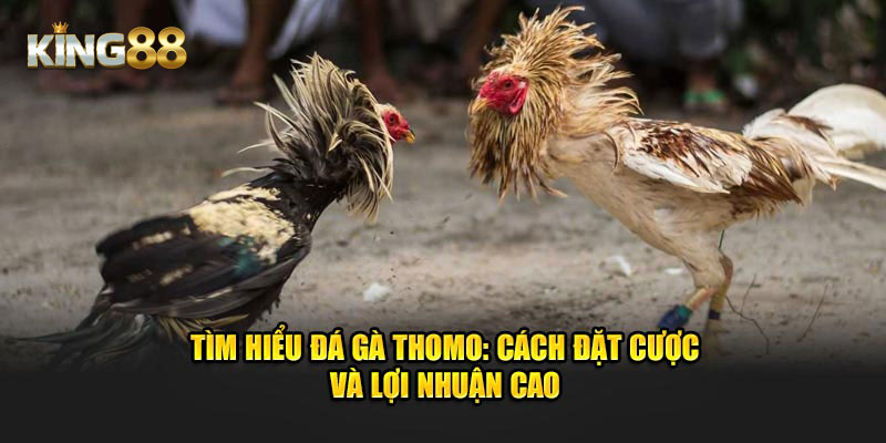 đá gà thomo