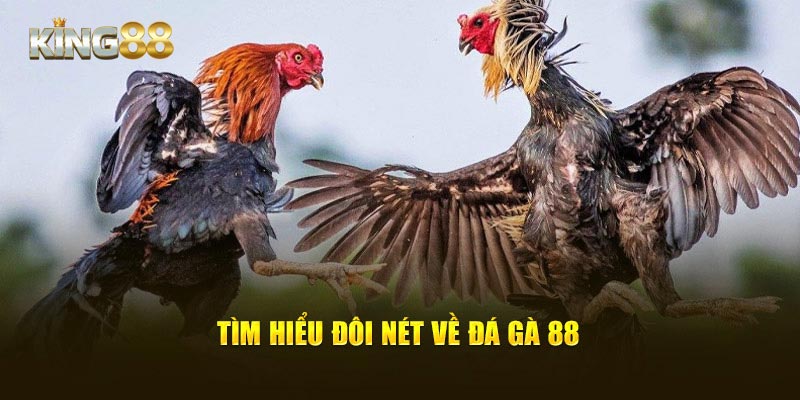 Tìm hiểu đôi nét về đá gà 88