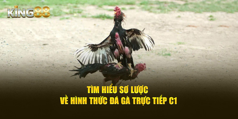 Tìm hiểu sơ lược về hình thức đá gà trực tiếp C1